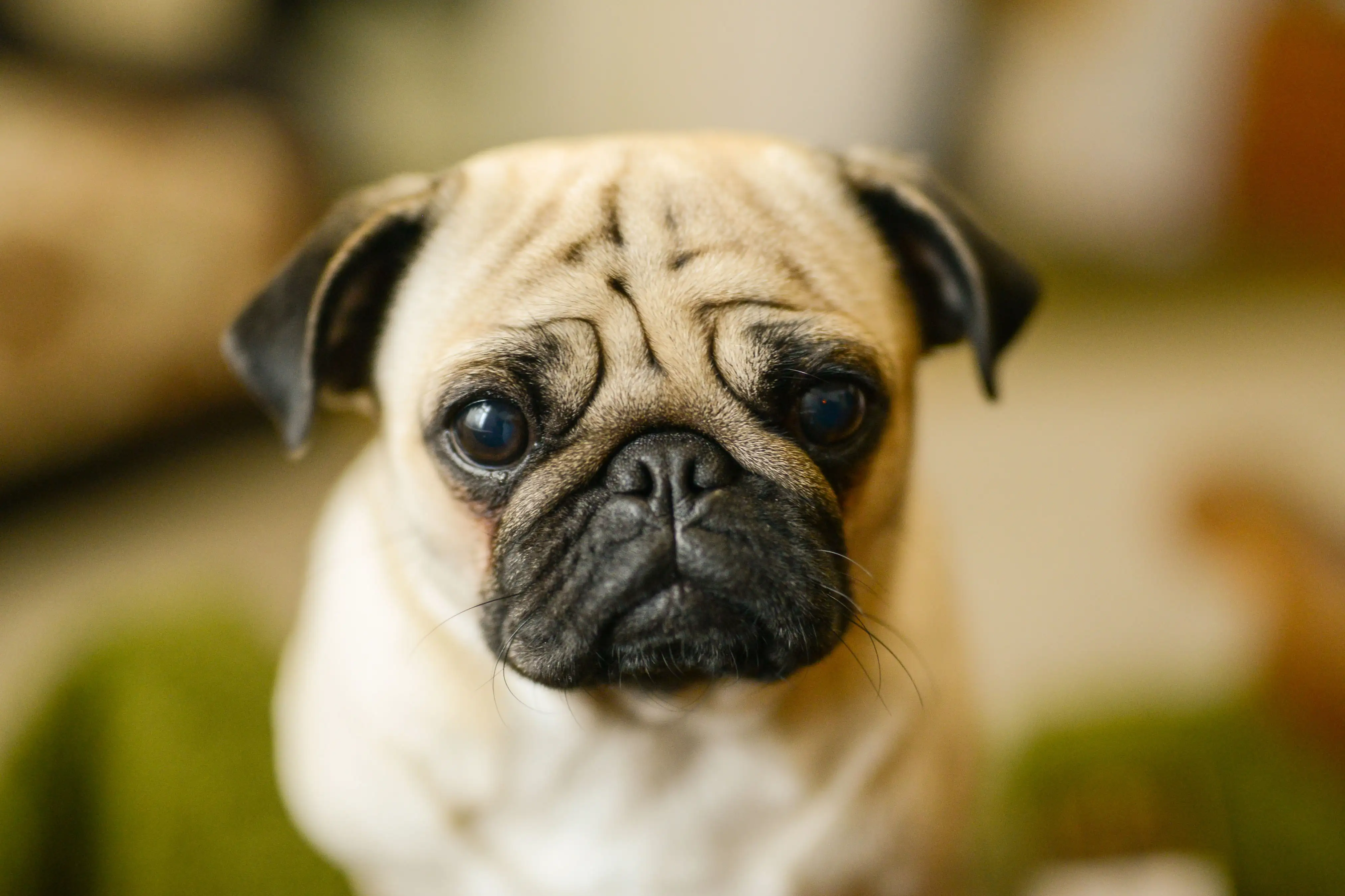 Close-up of a pug's face