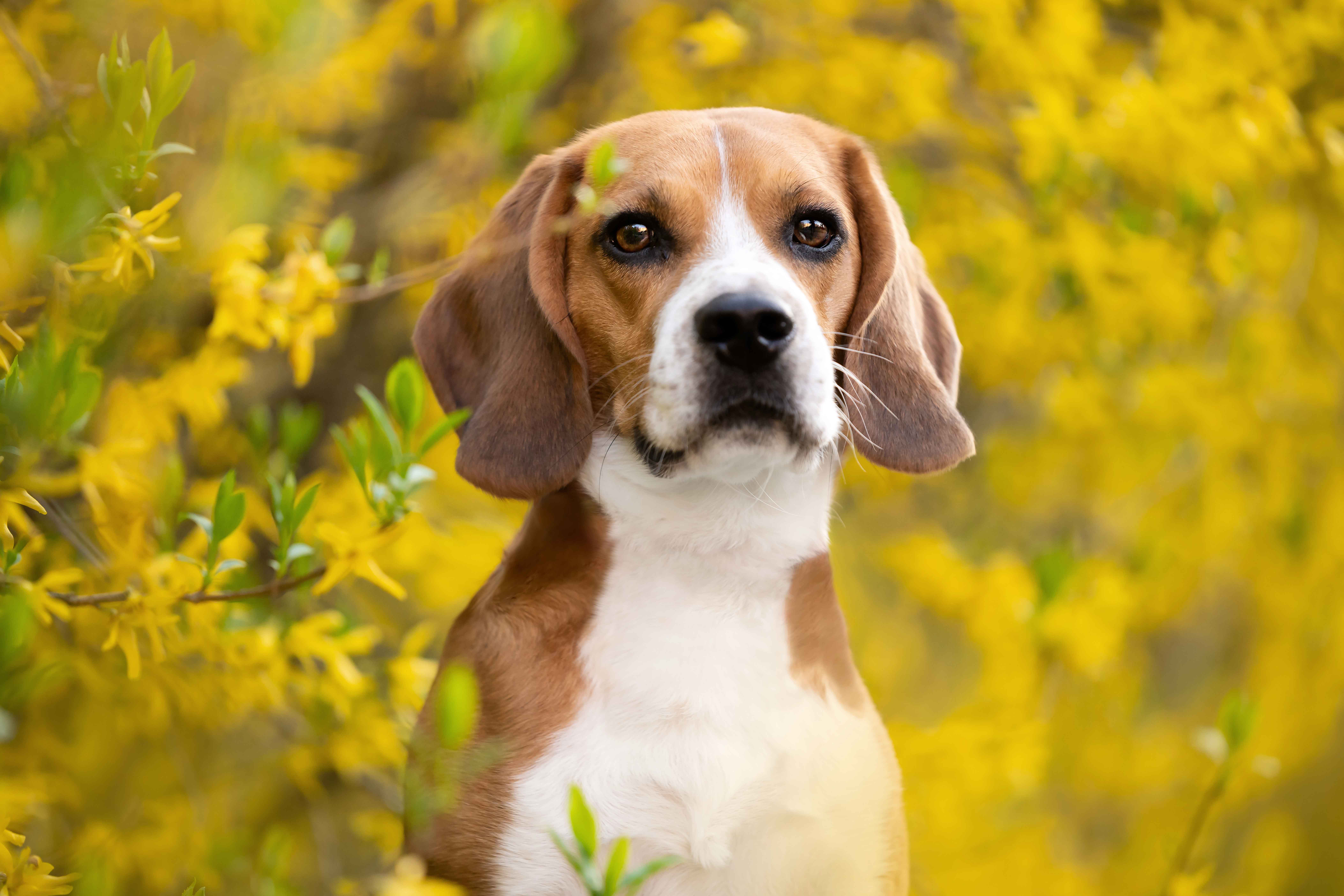 Spring portrait of a beagle dog