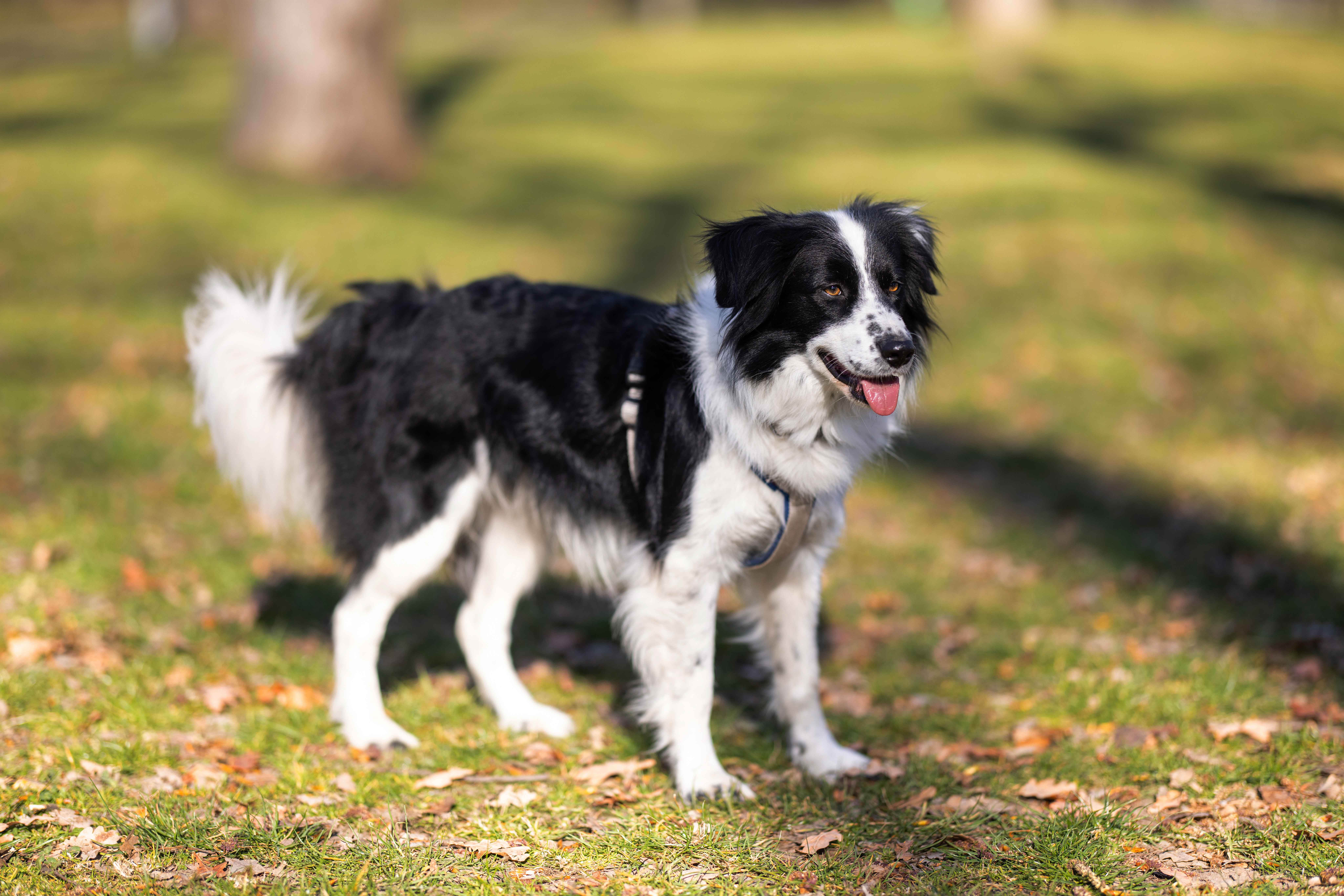 Border collie dog at the park