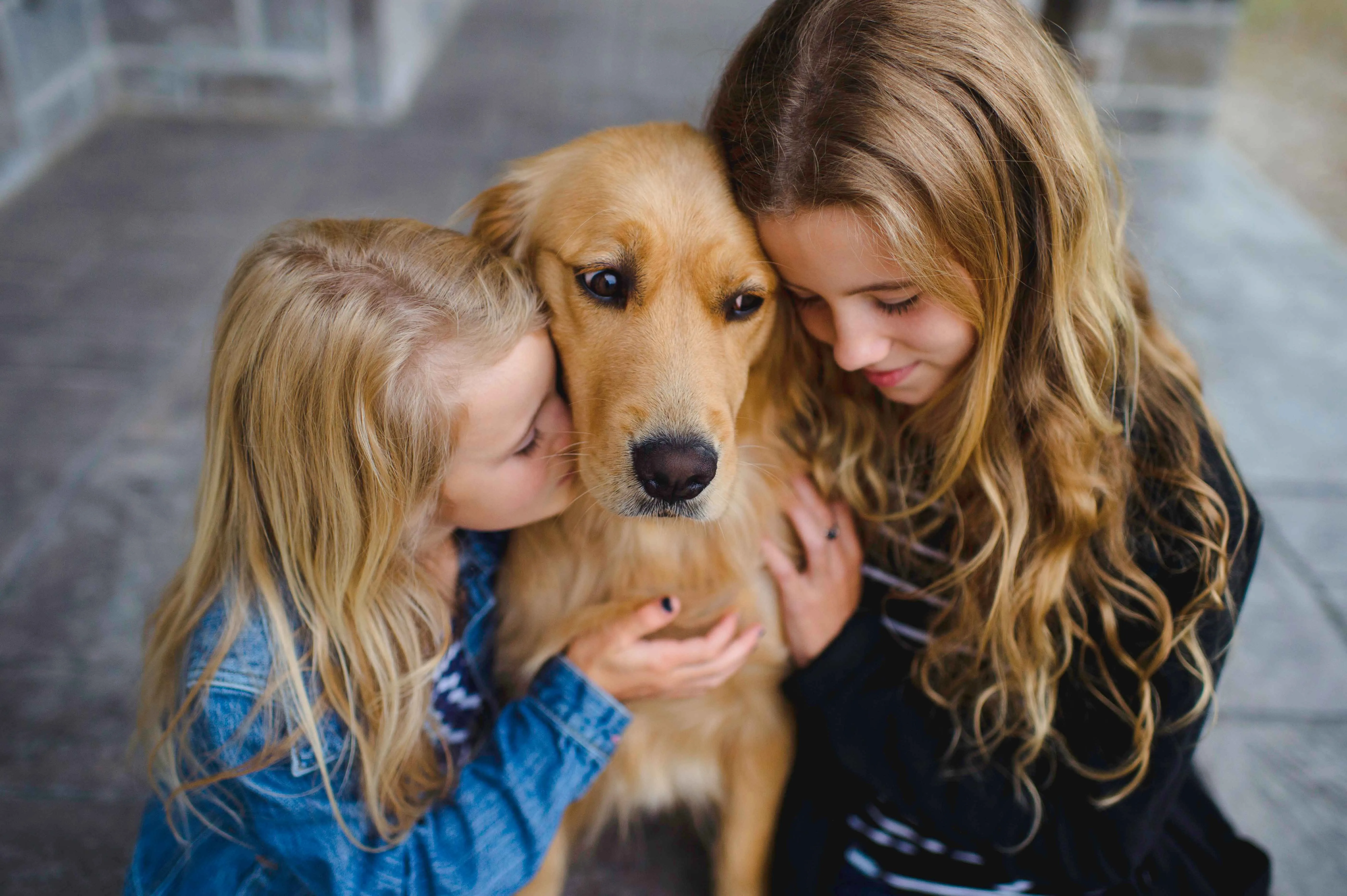 Best Family Dogs