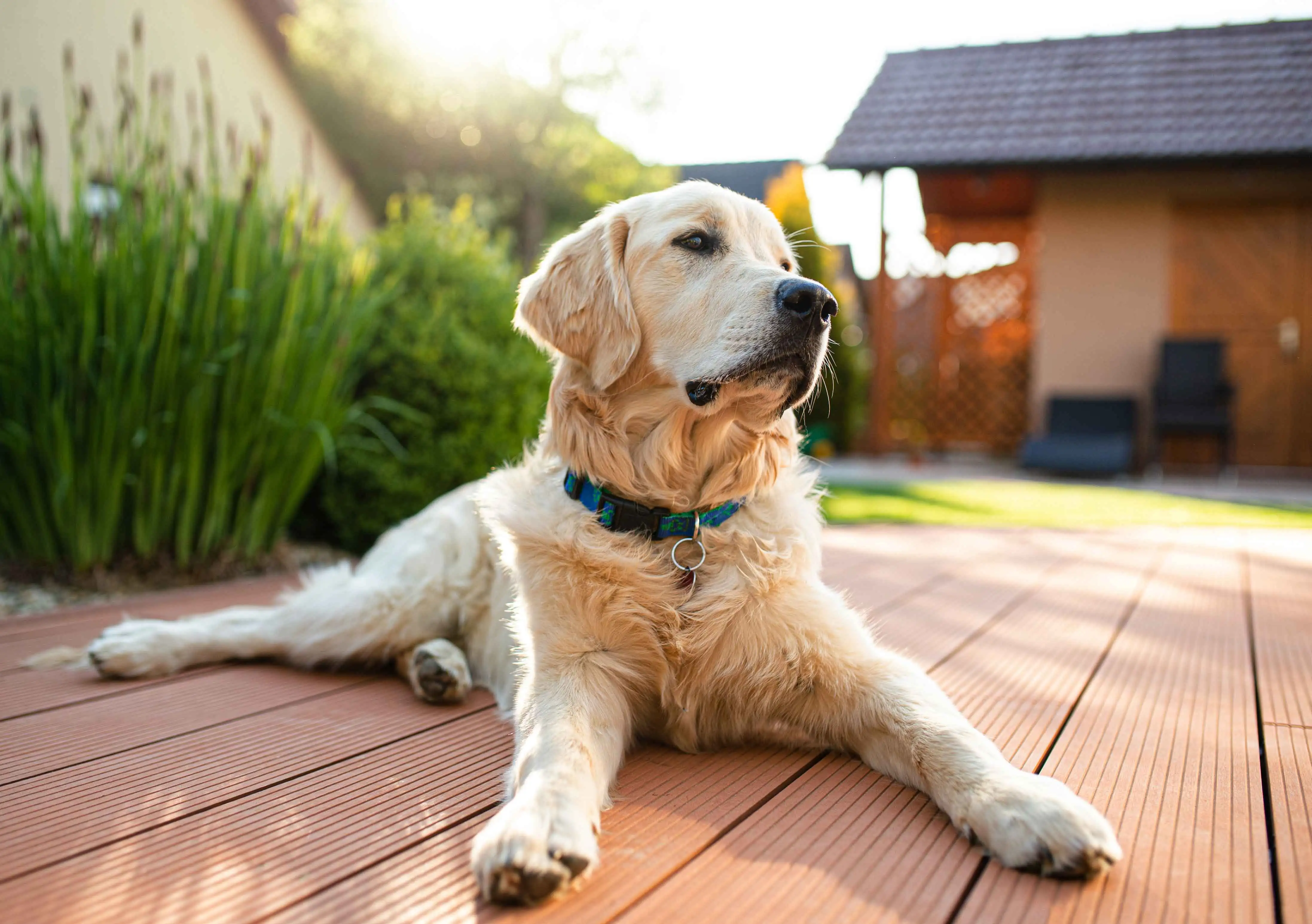 Large dog lying on outdoor patio in front or back yard.