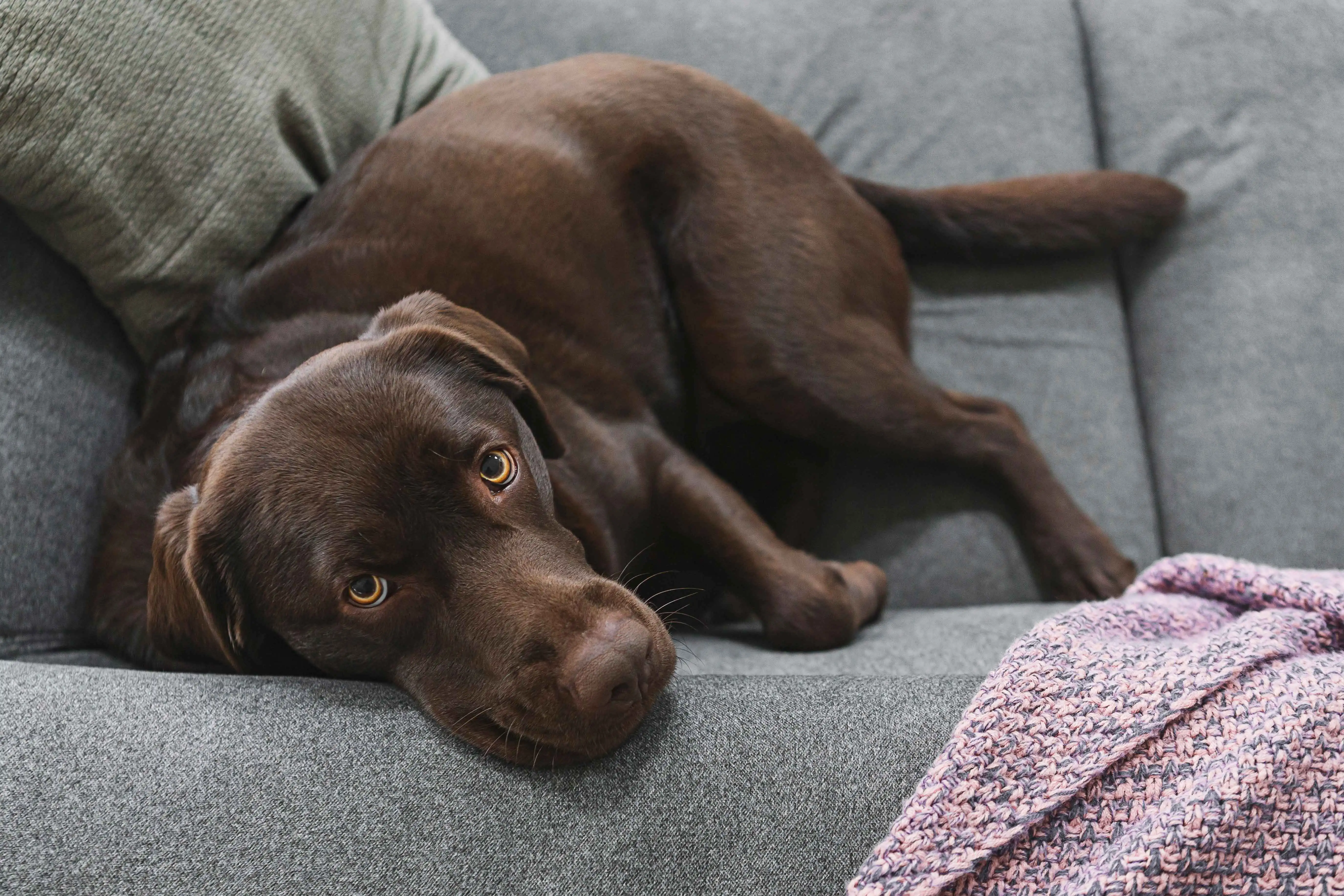 Chocolate labrador looking up to camera