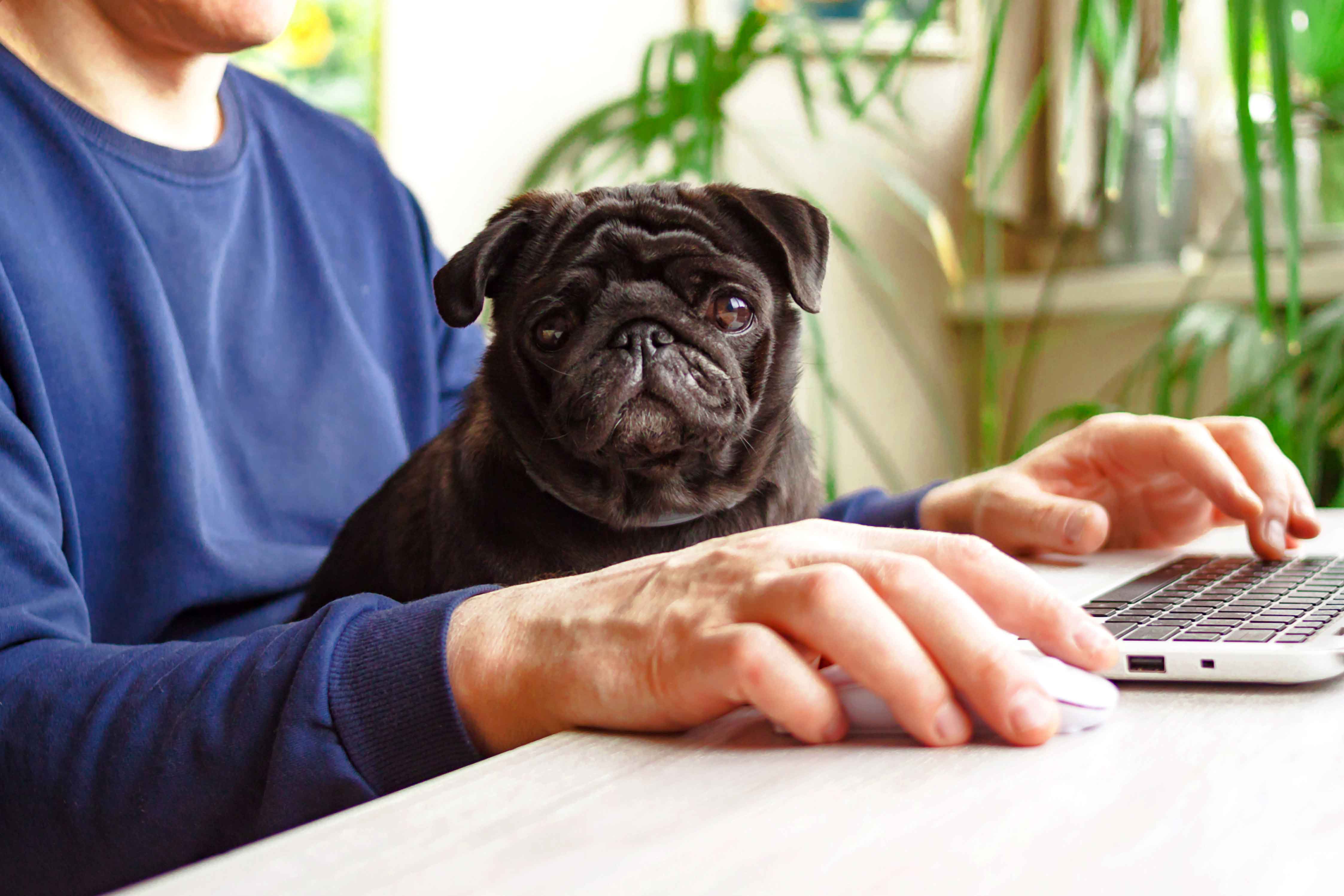 Man working home office laptop with black pug dog on his lap