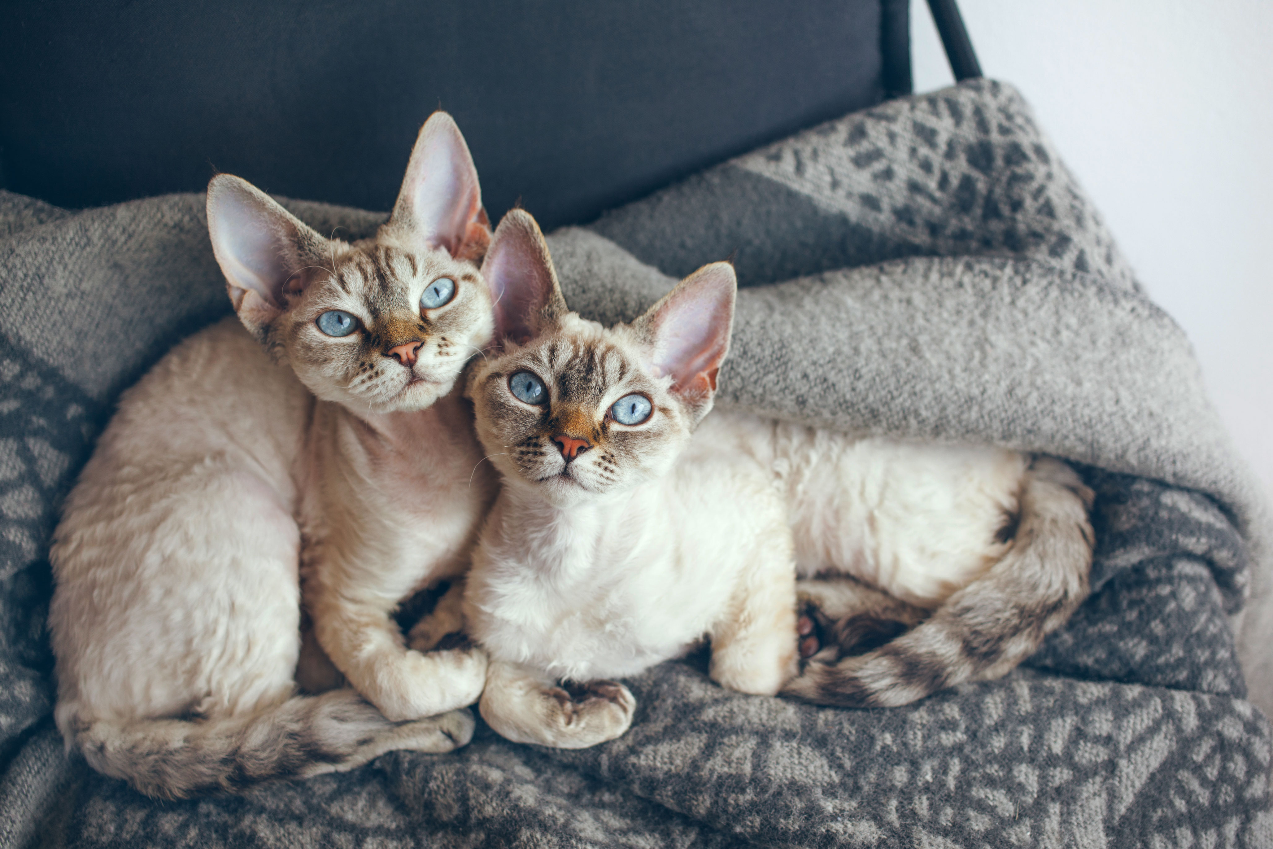 Two adorable Devon Rex cats with blue eyes sitting together