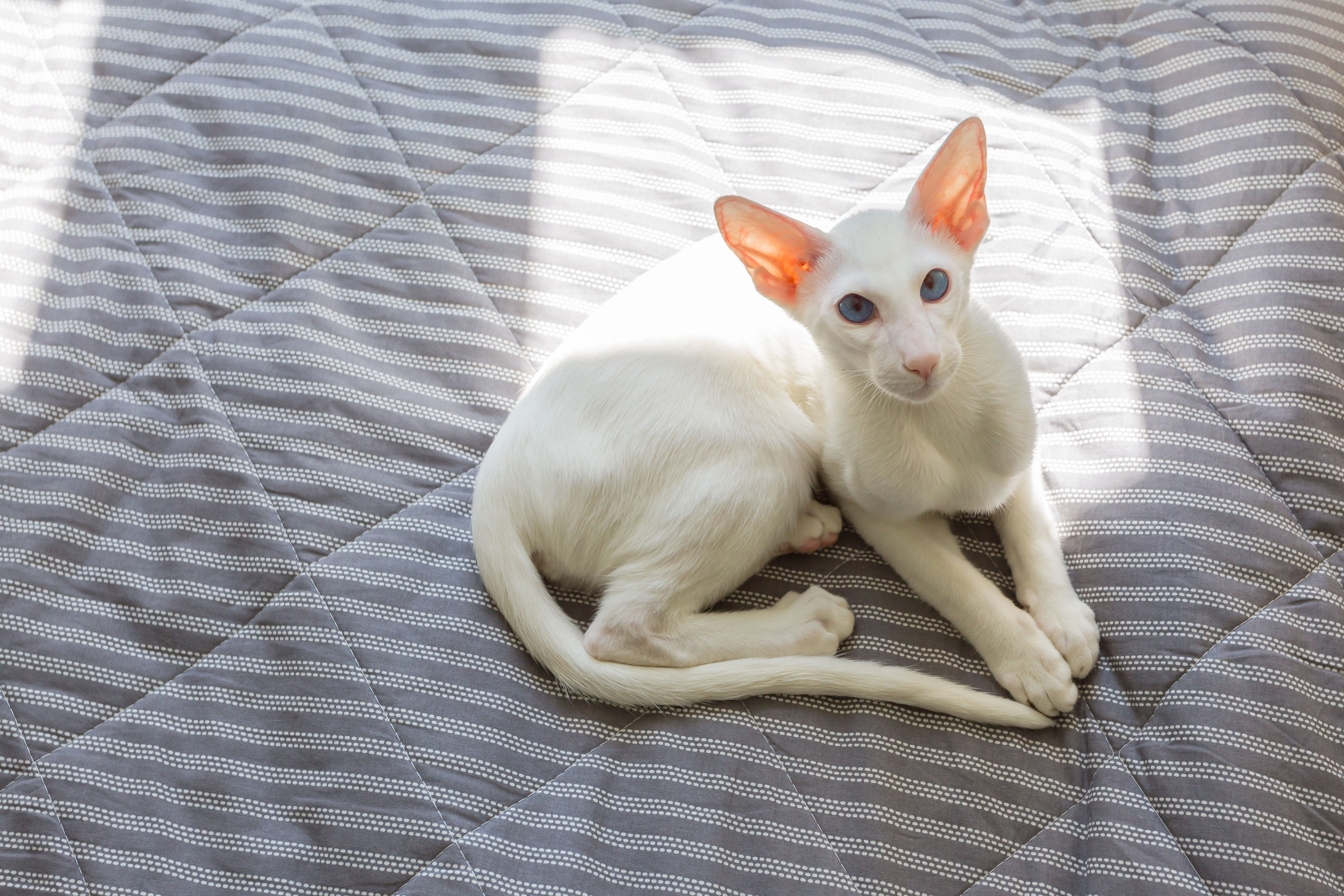 Oriental shorthair white cat sleeping in the sun