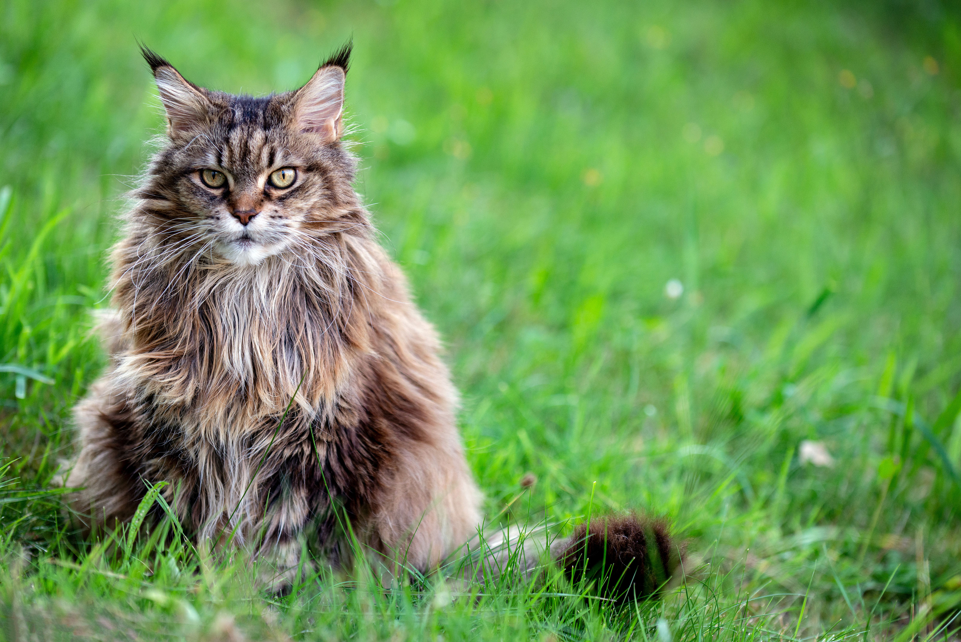Portrait of Siberian cat sitting on grass
