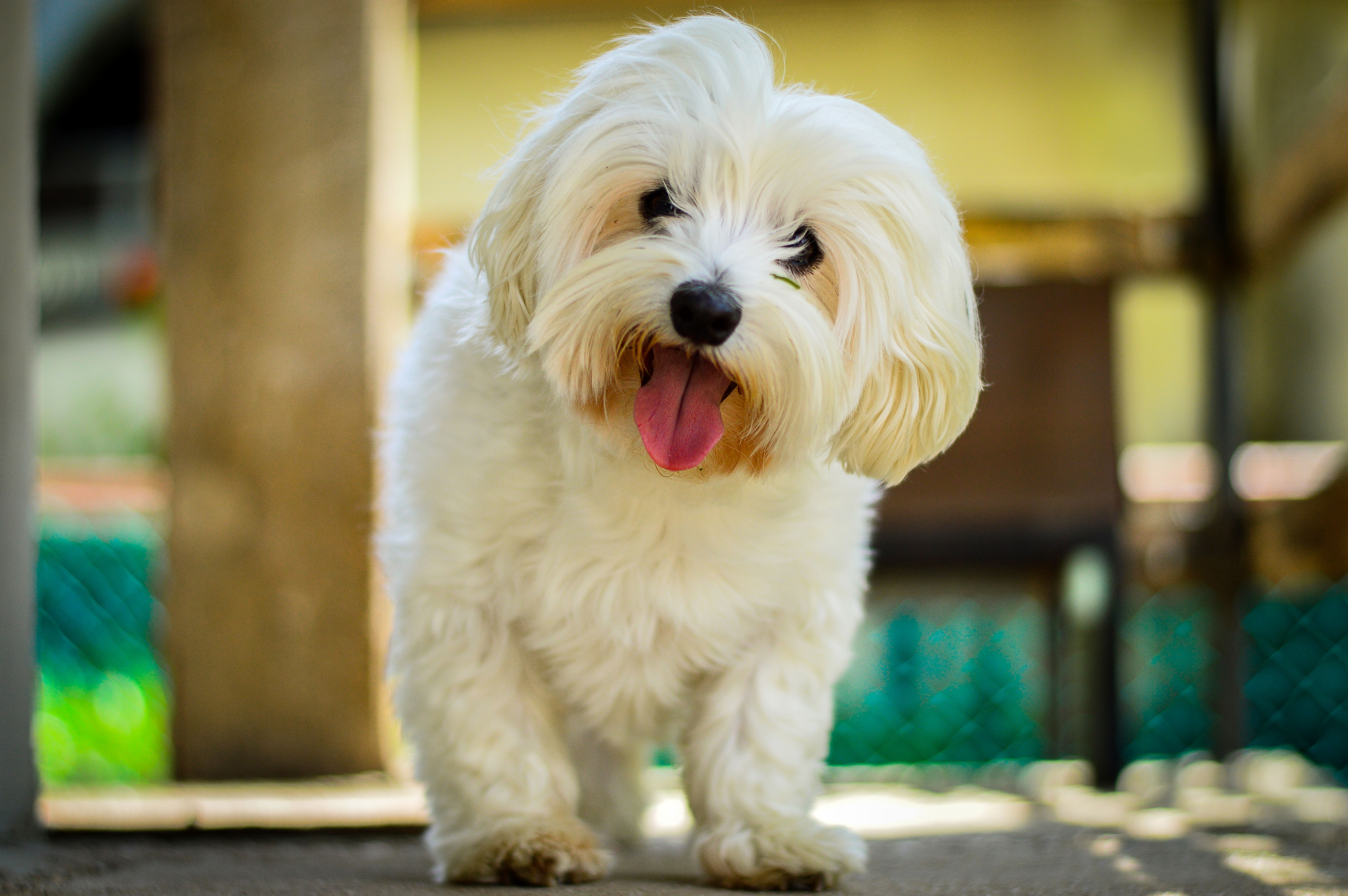 Maltese Dog Puppy