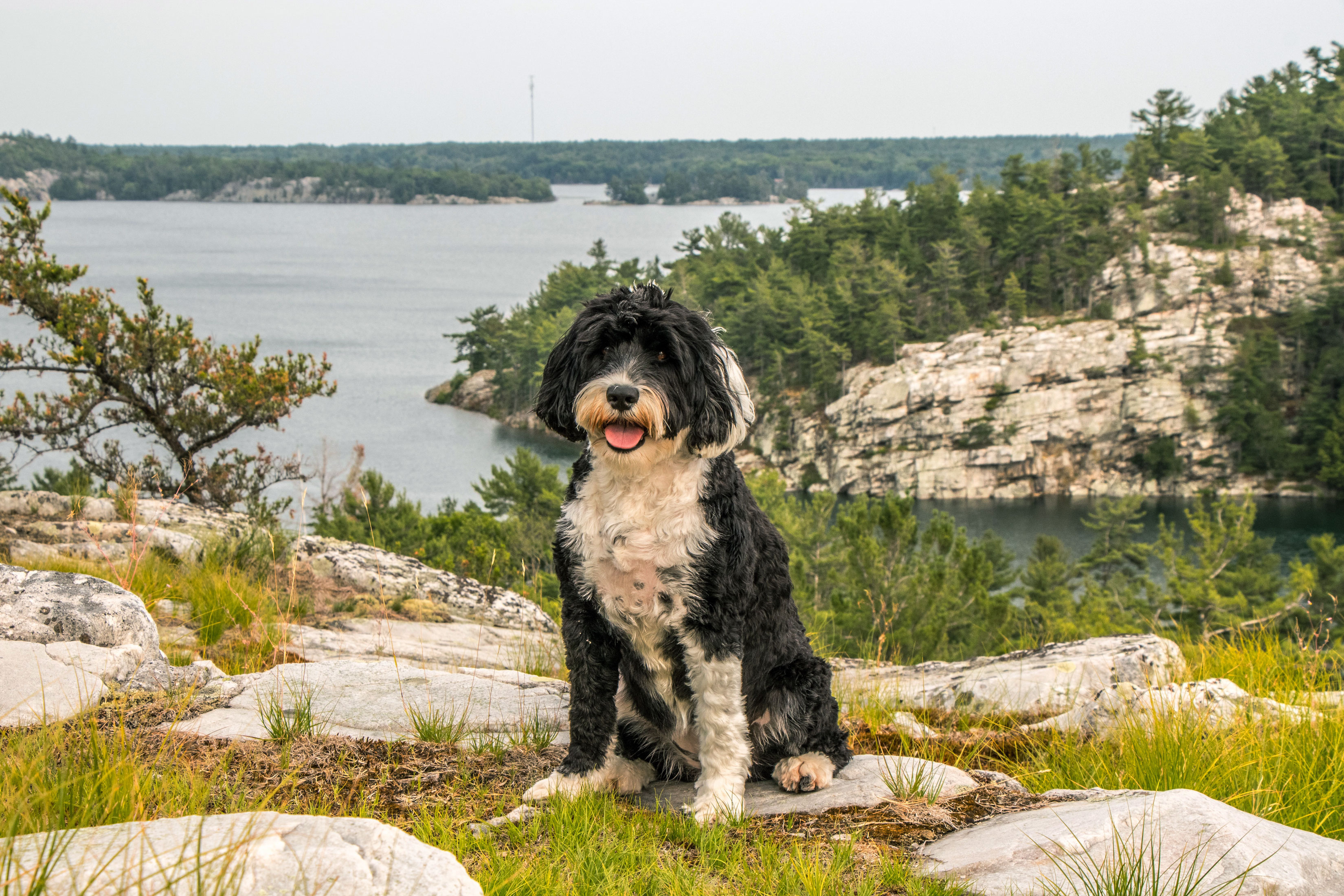 Portuguese Water dog at a lookout outdoors