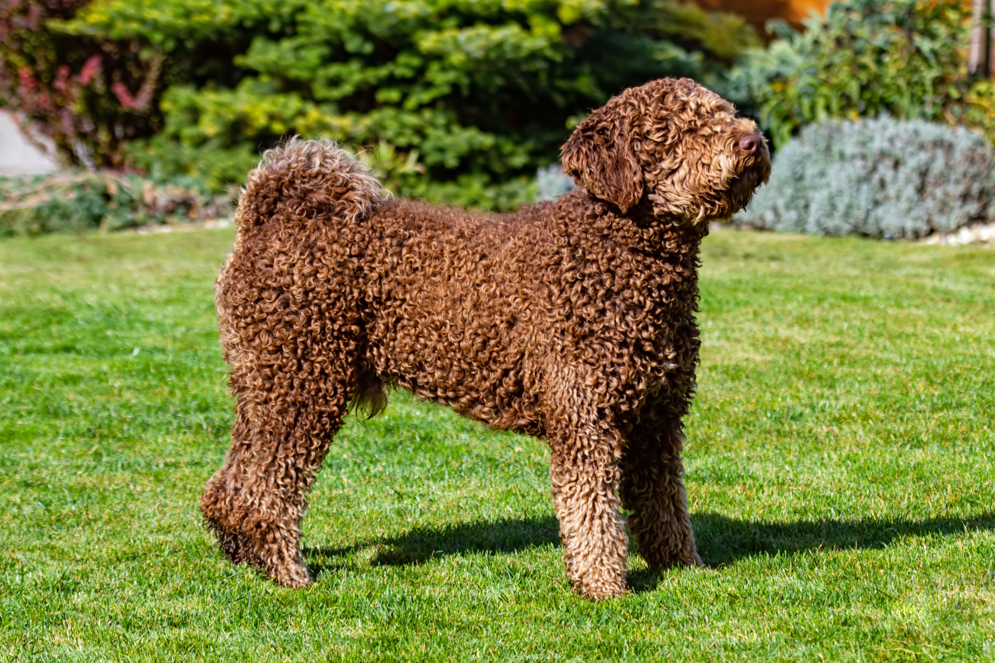 Spanish water dog puppy standing on the grass