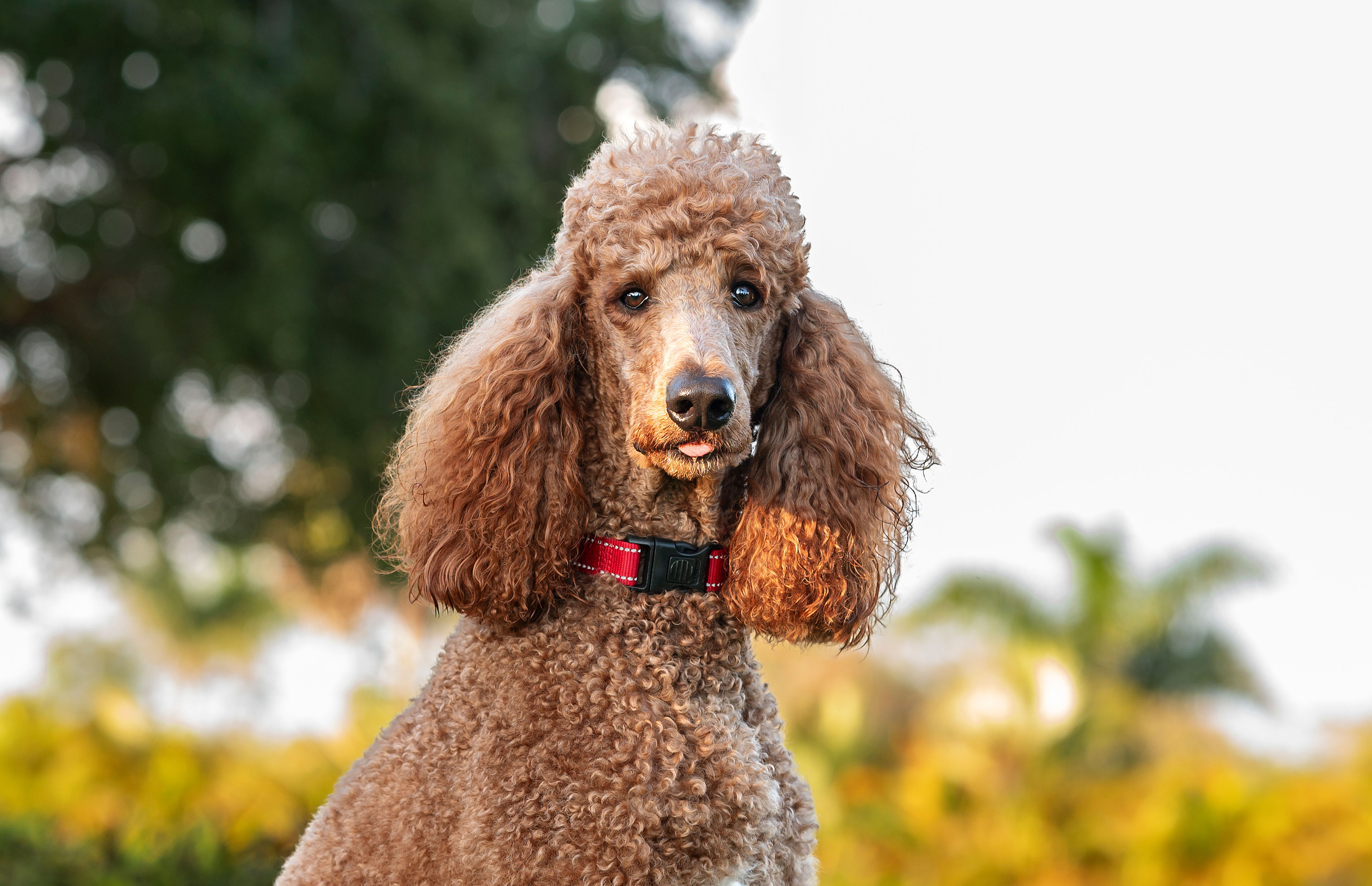 One brown adult Royal Standard Poodle at the park