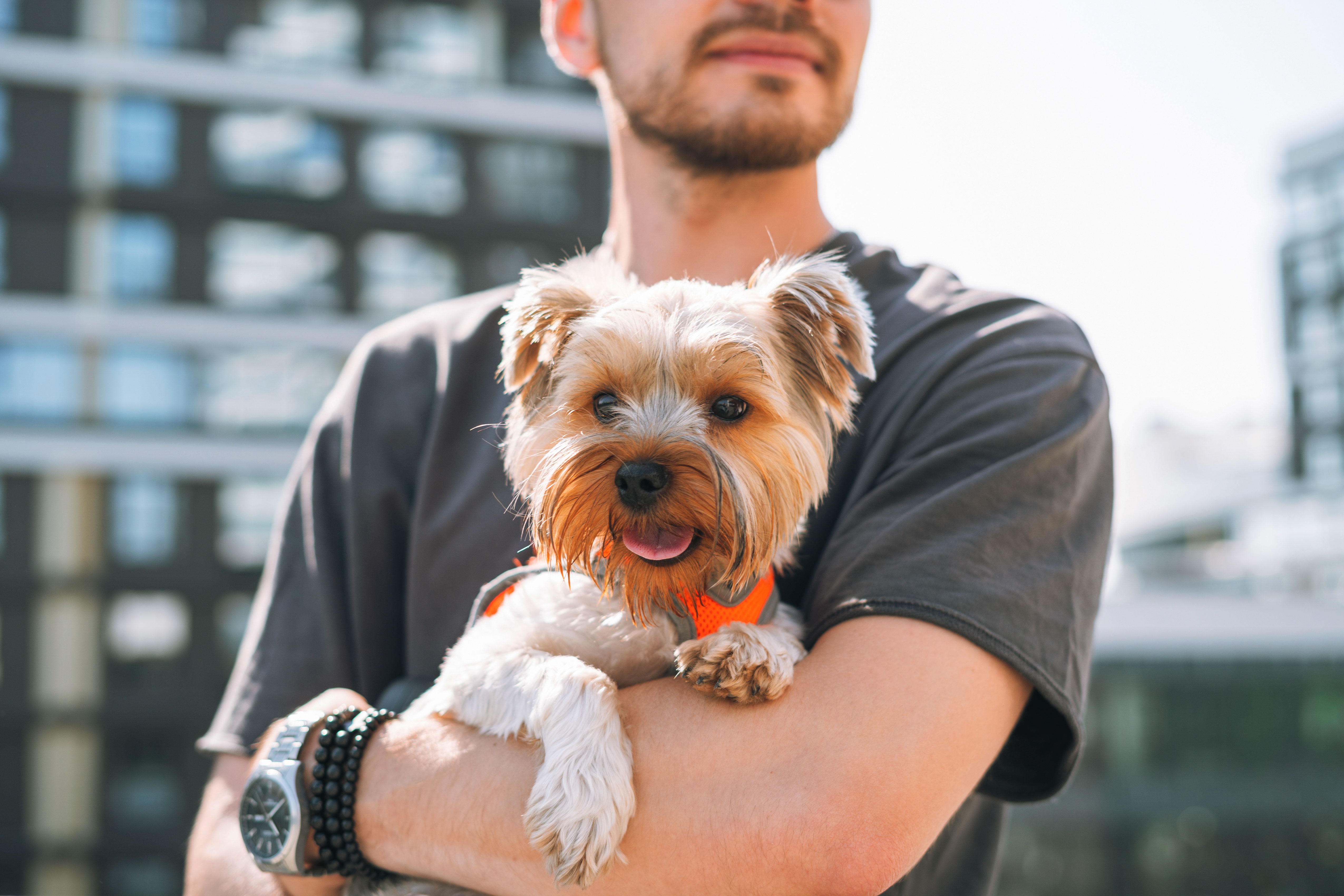 Young smiling man in sunglasses with small dog Yorkshire Terrier