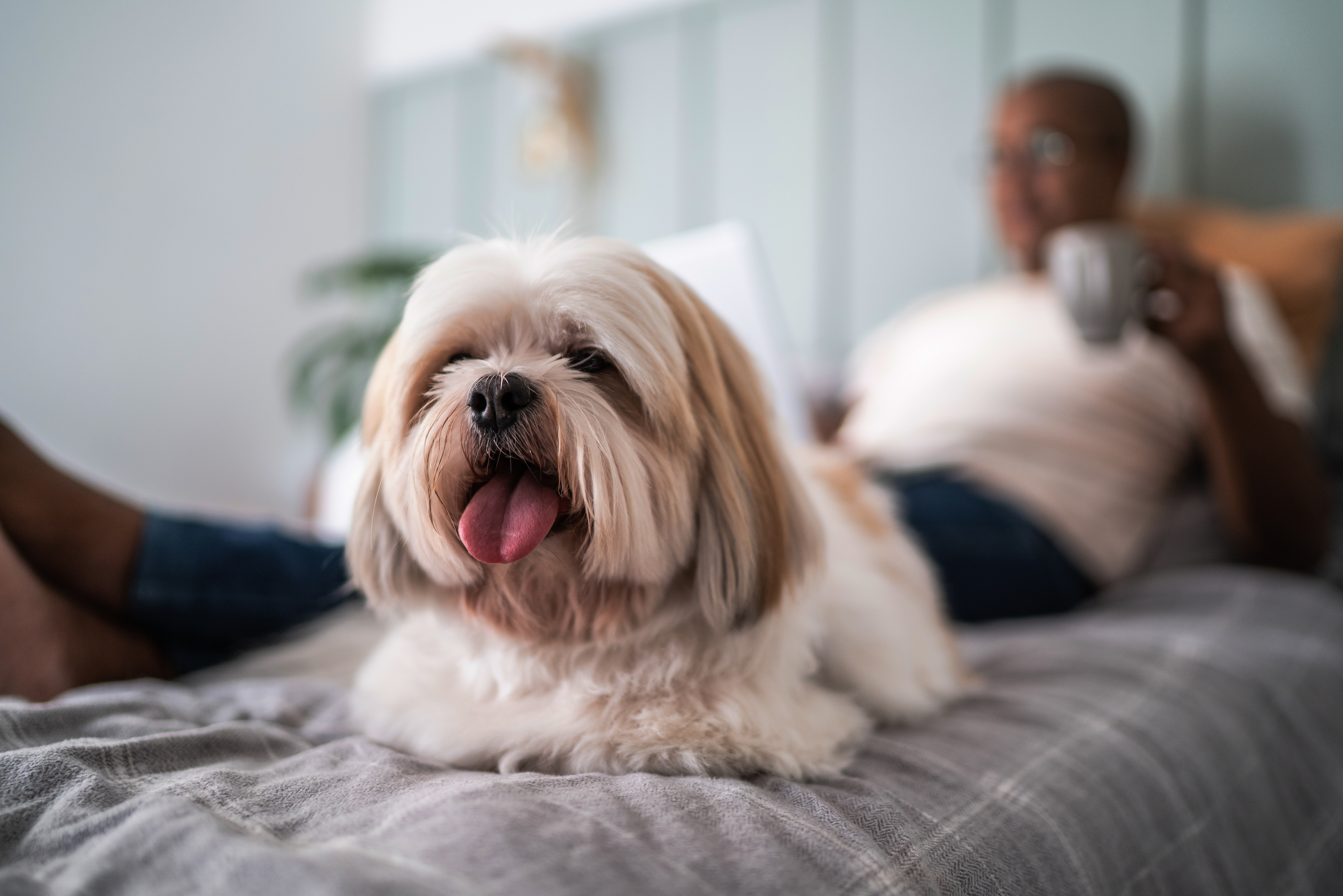 Shih Tzu dog on the bed with his owner