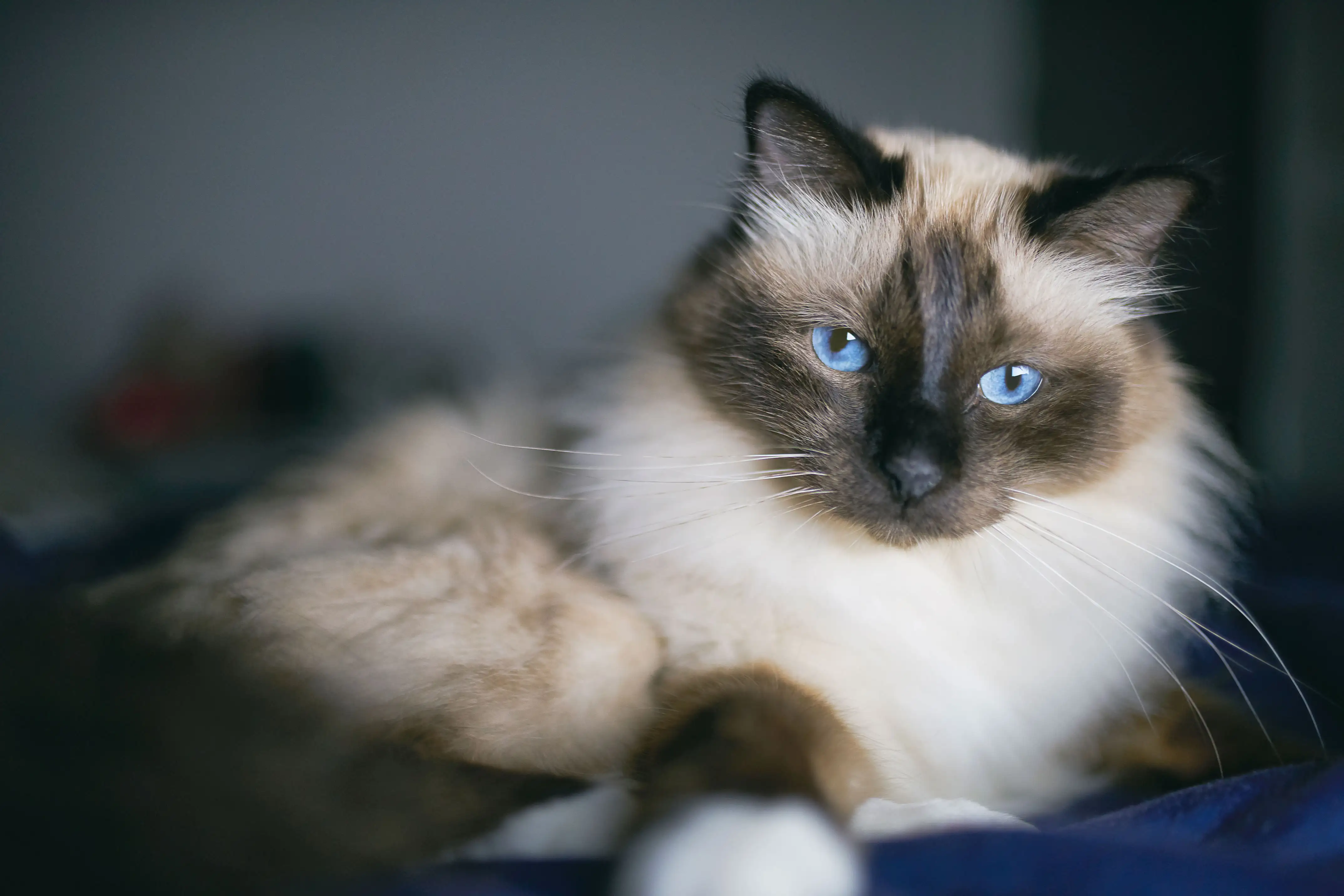 Birman Cat sitting on a bed