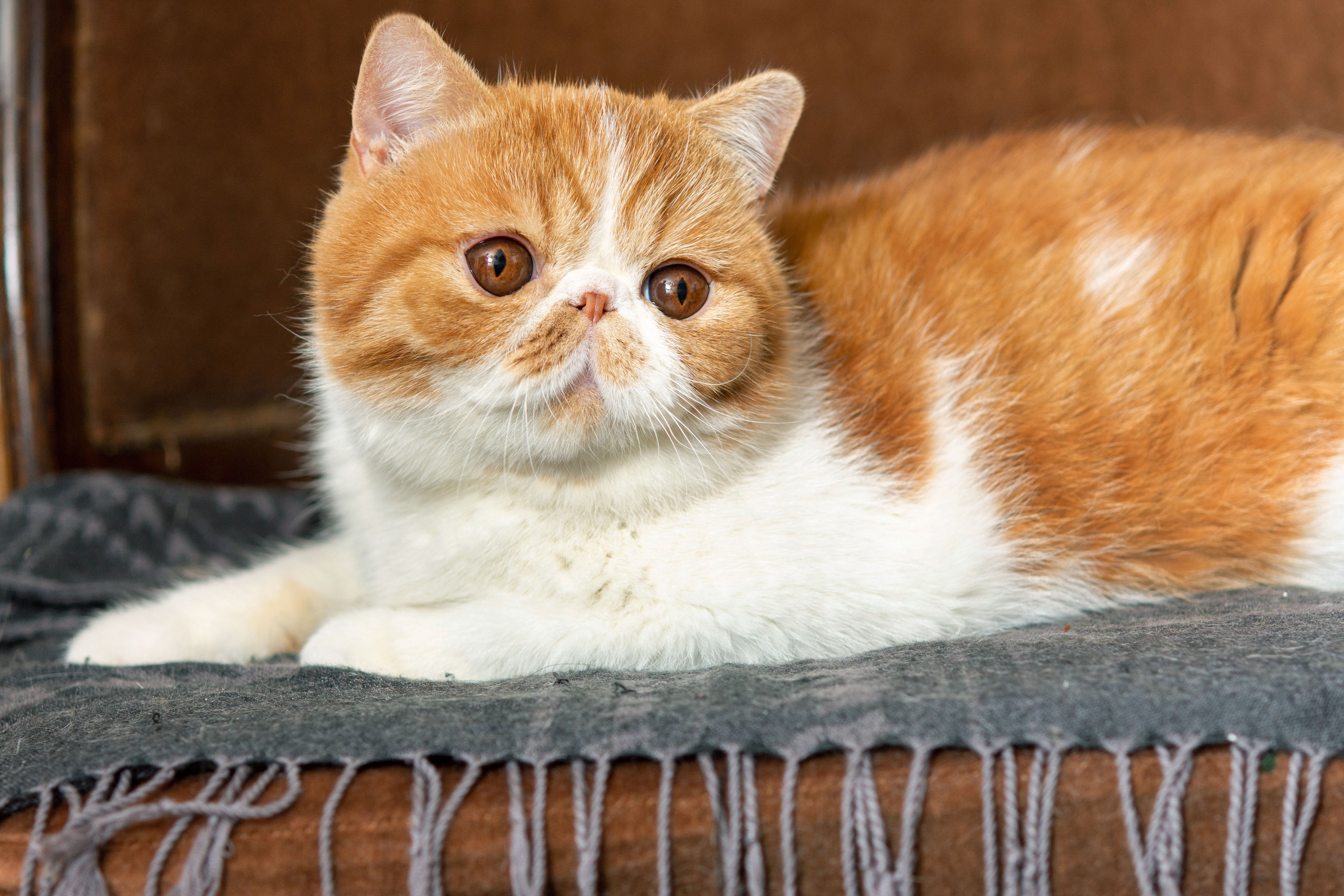 A beautiful kitten of the exotic shorthair breed sits on the brown background