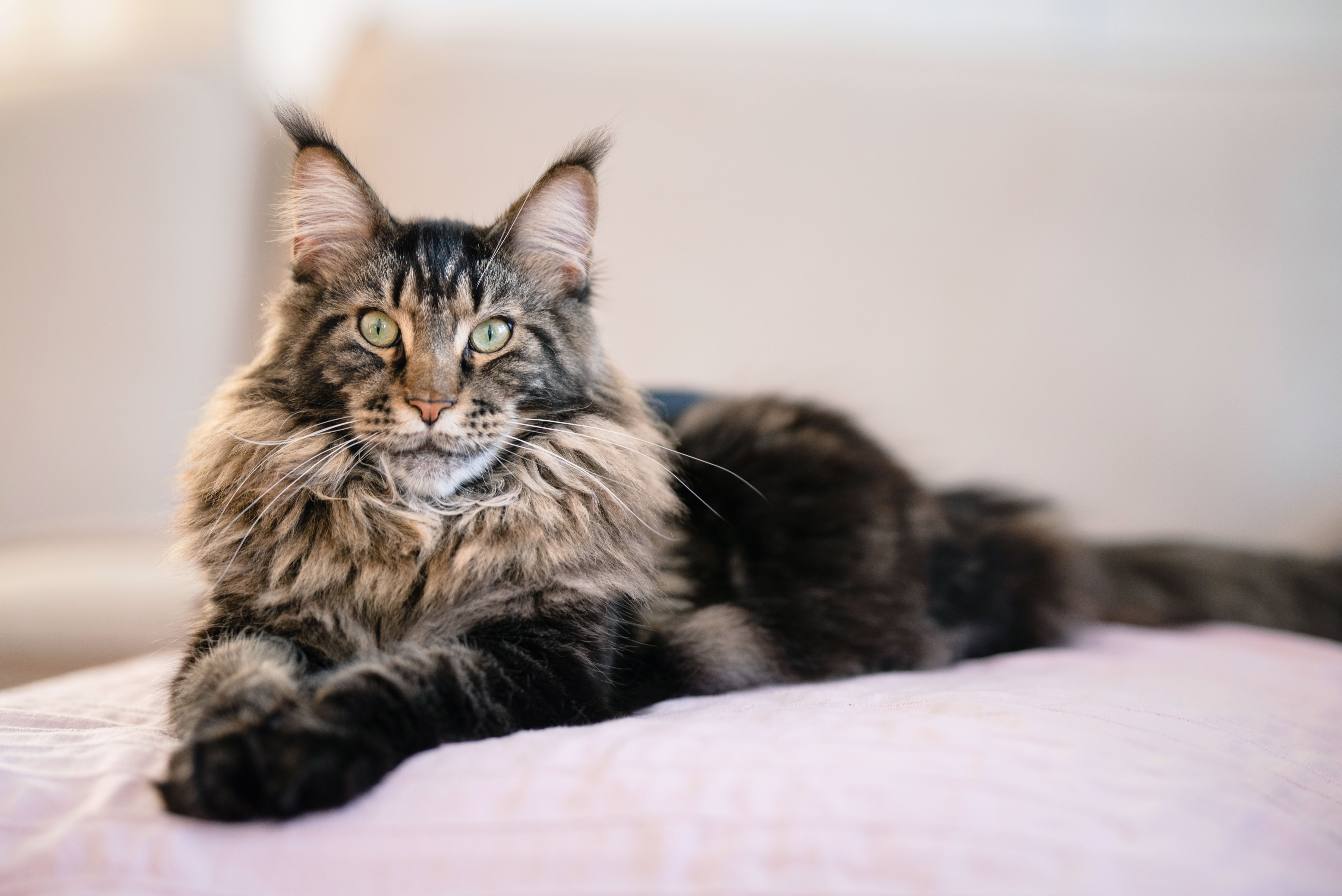 Maine coon cat on the bed