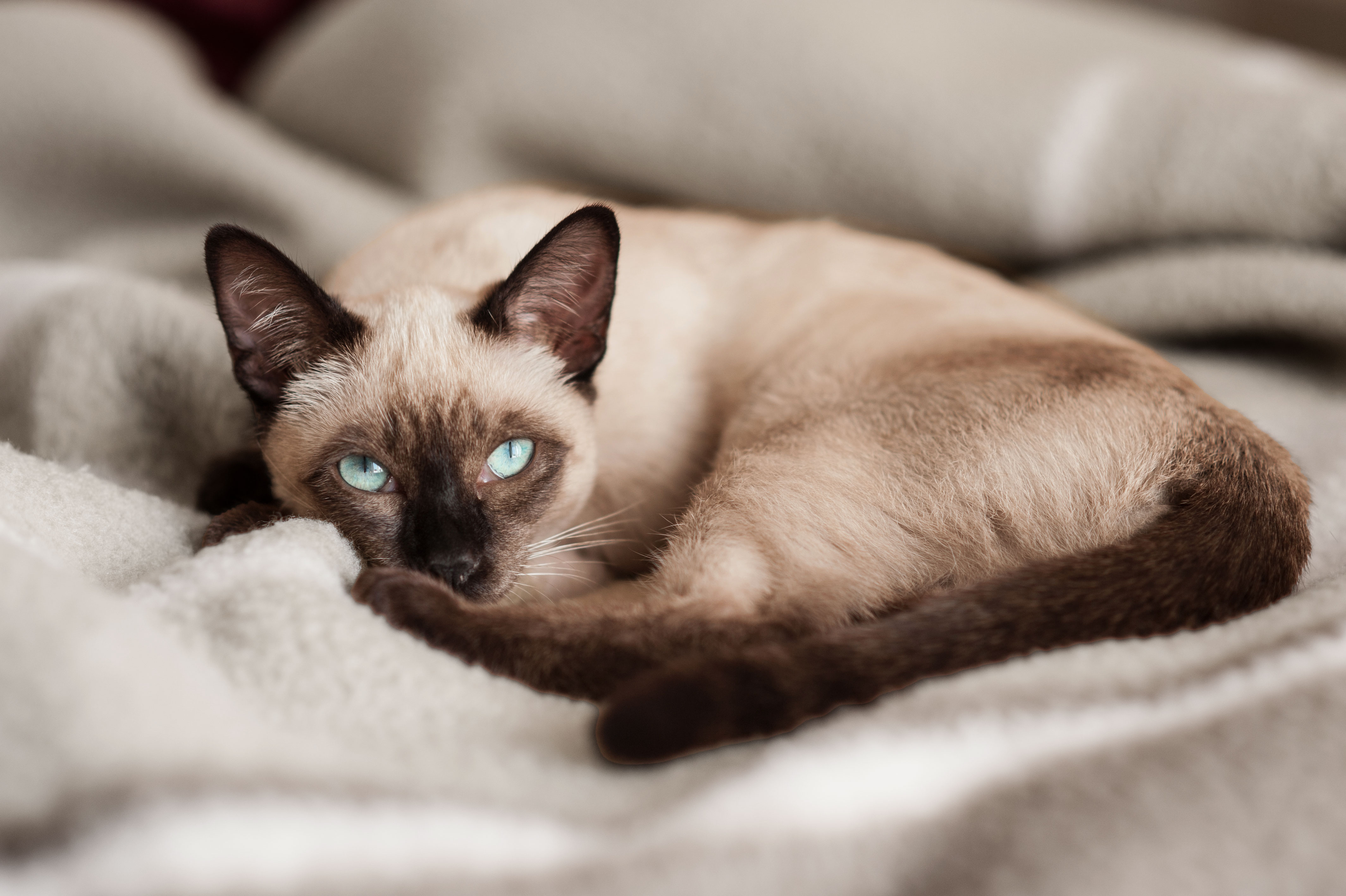 Siamese cat lying down at bed