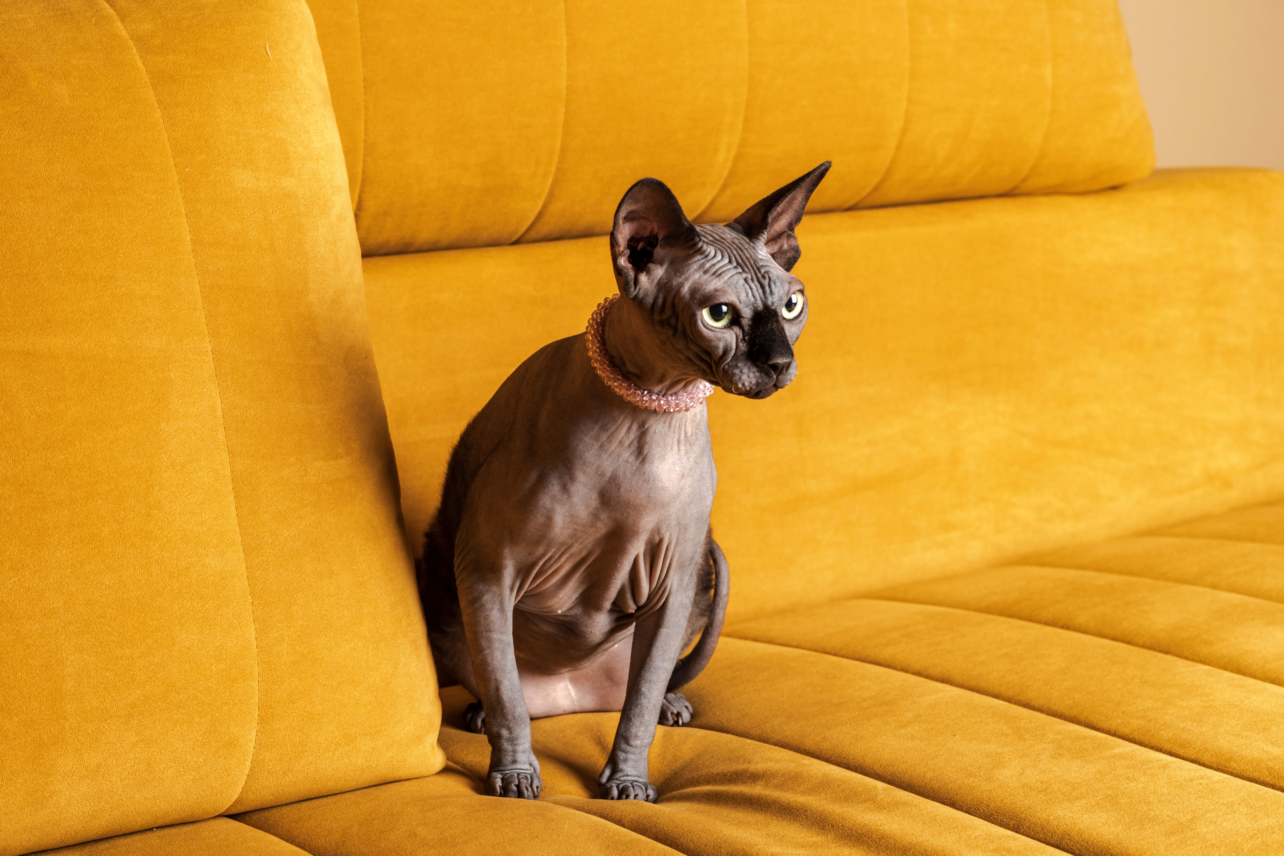Canadian Sphynx cat sitting on a yellow sofa