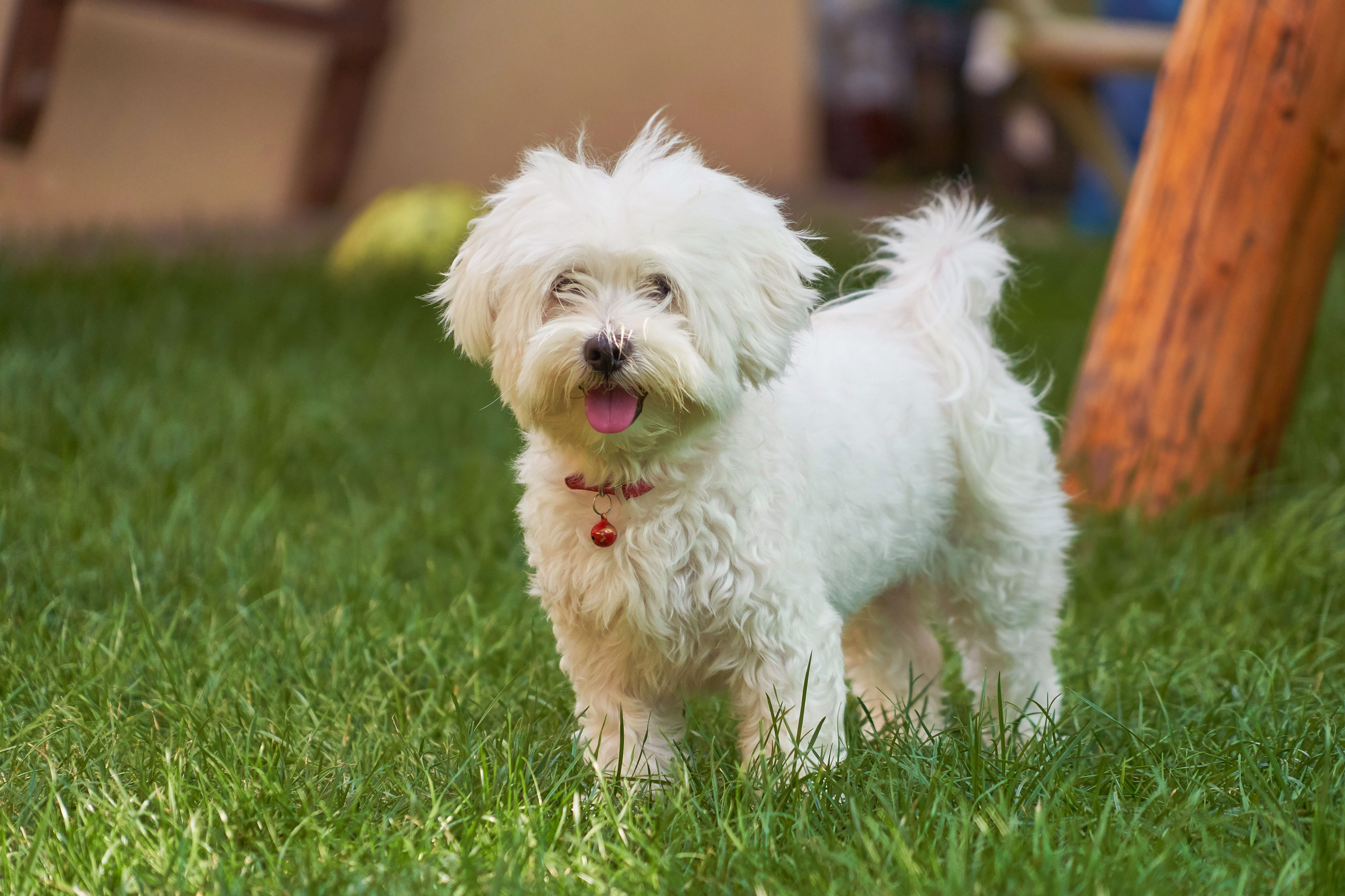 Portrait of a havanese maltese puppy on green grass