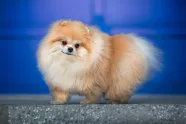 Cutest Dog Breeds Top 10