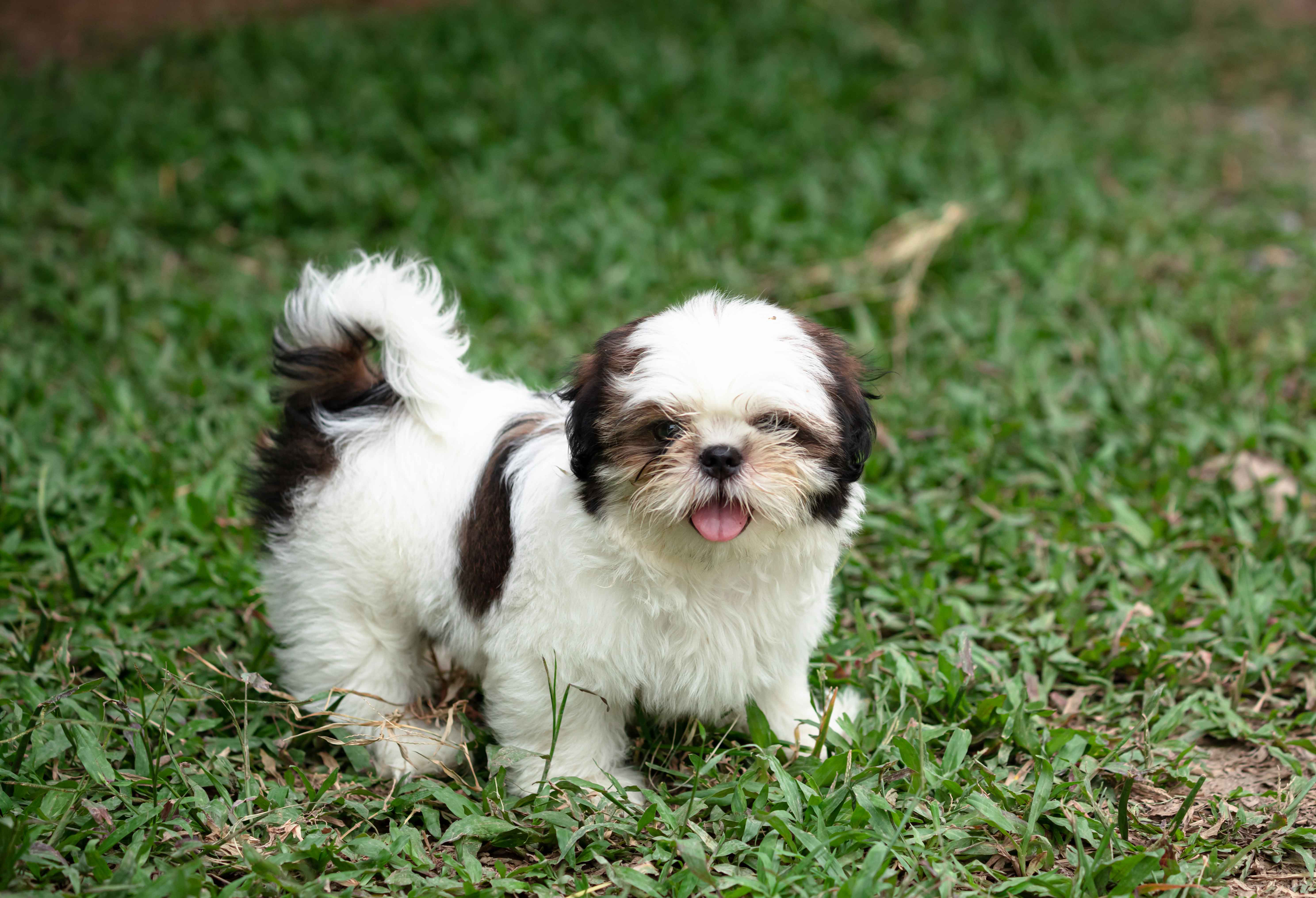 Shih Tzu puppy on green yard