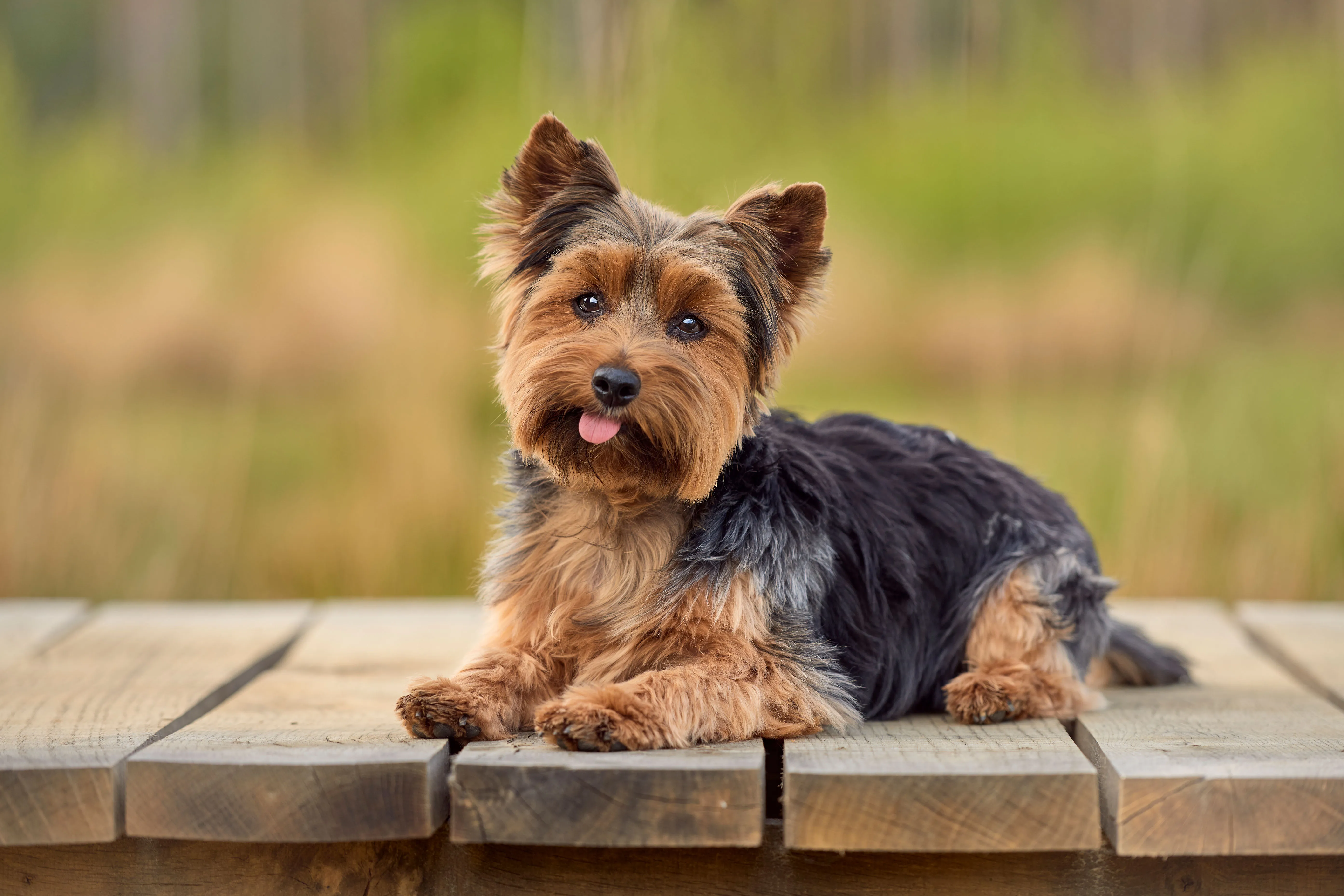 The Best Small Dog Breeds