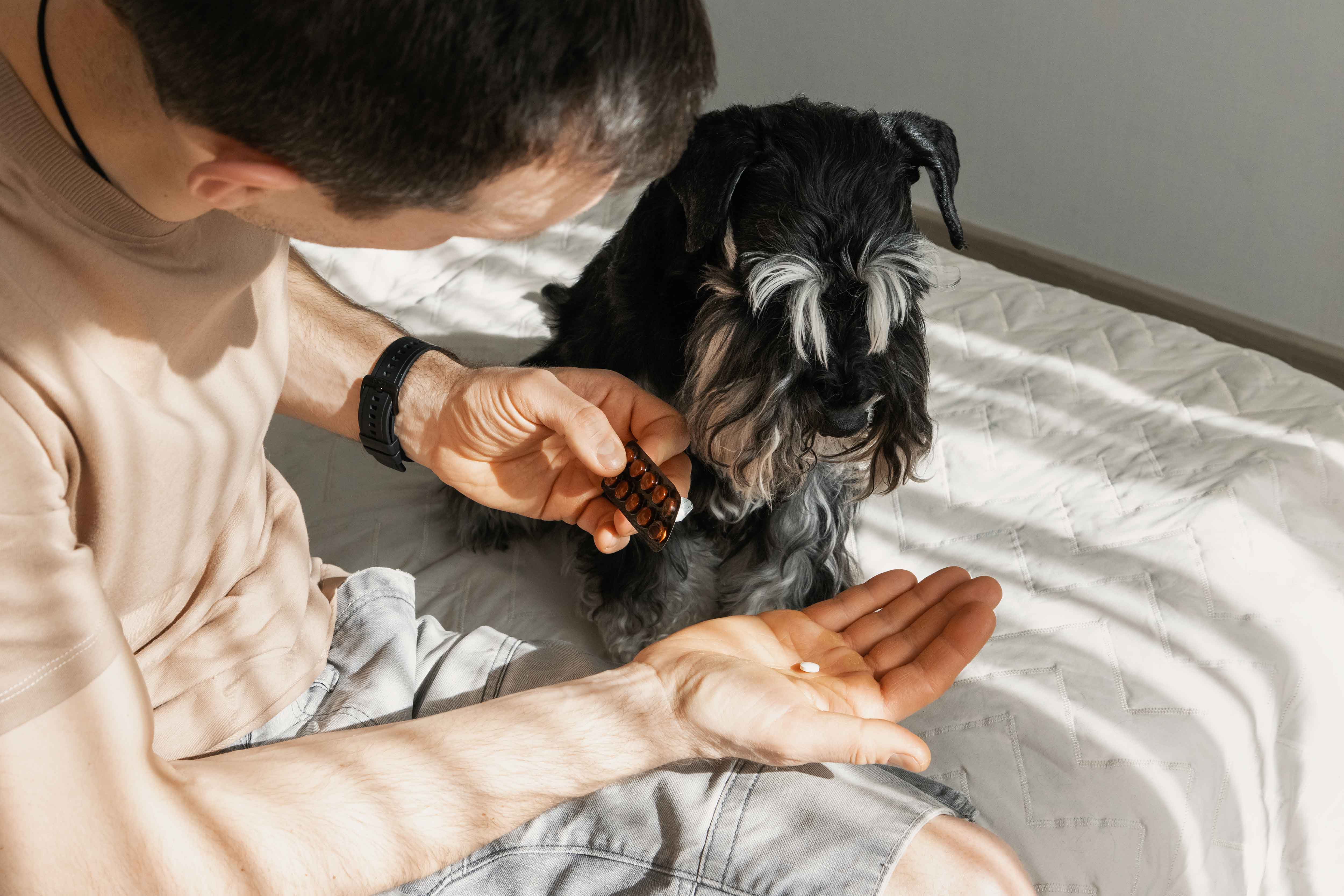 Gabapentin for Dogs: Use, Dosage and Side Effects