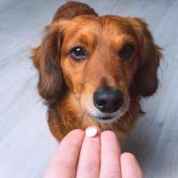 Closeup of a hand holding a pill offering it to a dog