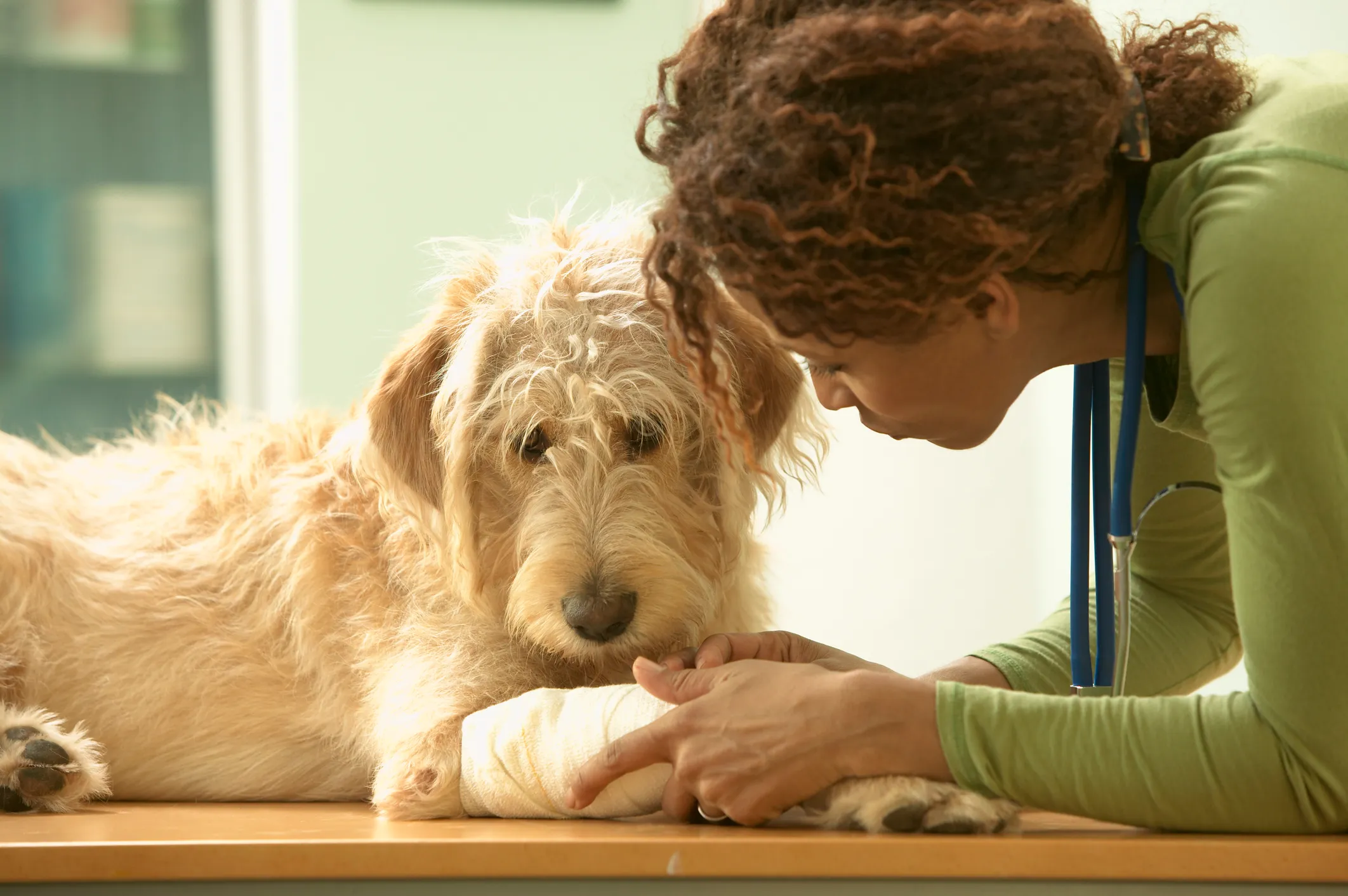 The Pet Bill Makes the Mistakes Pet Owners Make Too Often