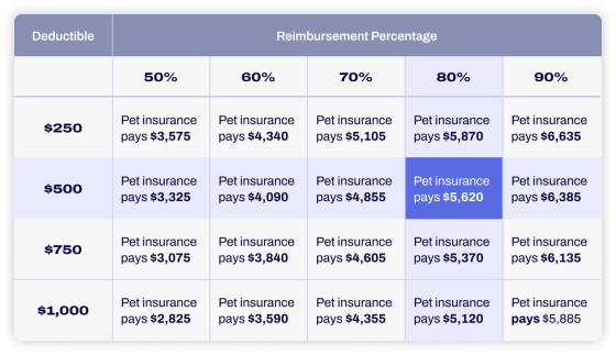 Pet Insurance