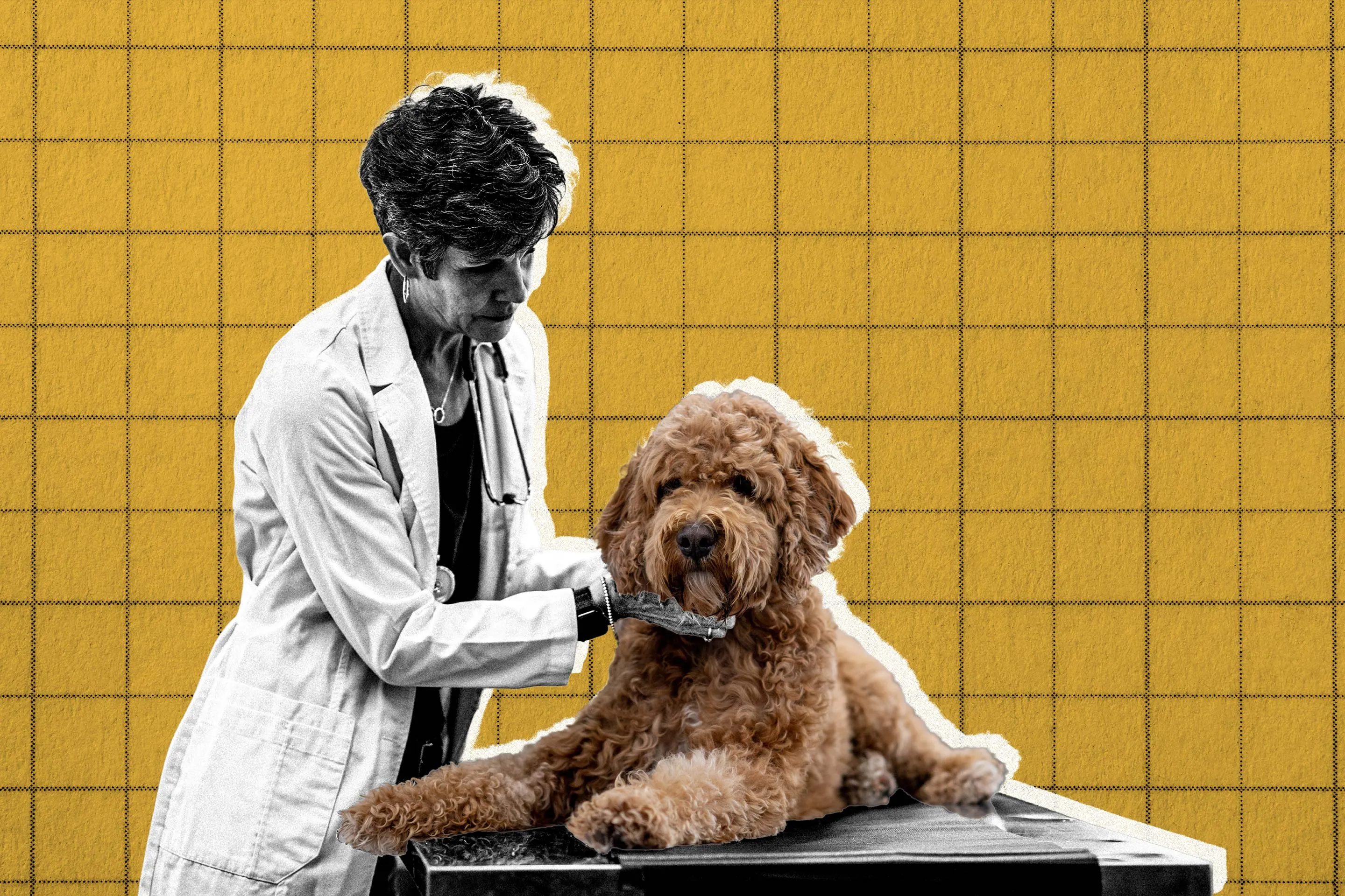 How to Choose the Right Pet Insurance Plan