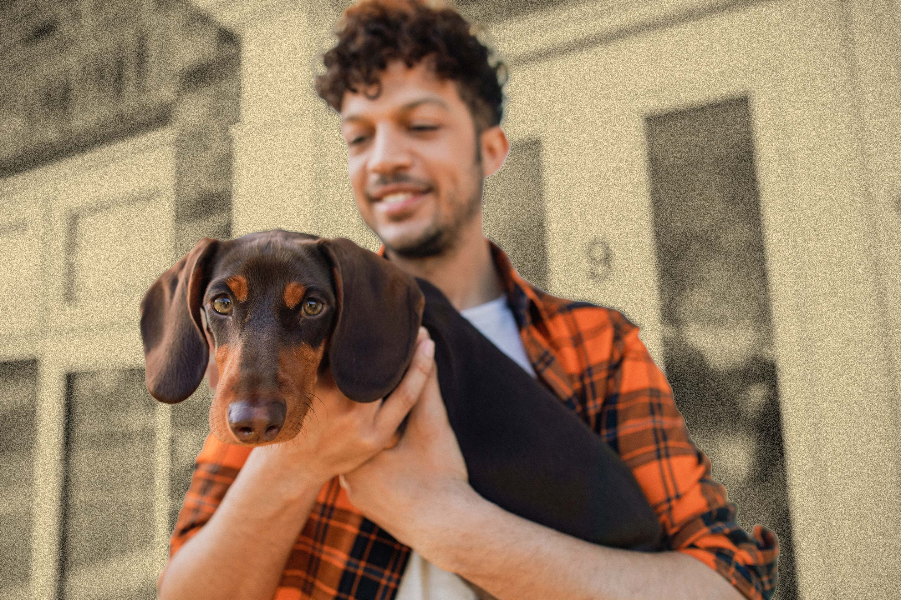 MoneyWireDaily — Pet Insurance vs. Wellness Plans: What’s the Difference?