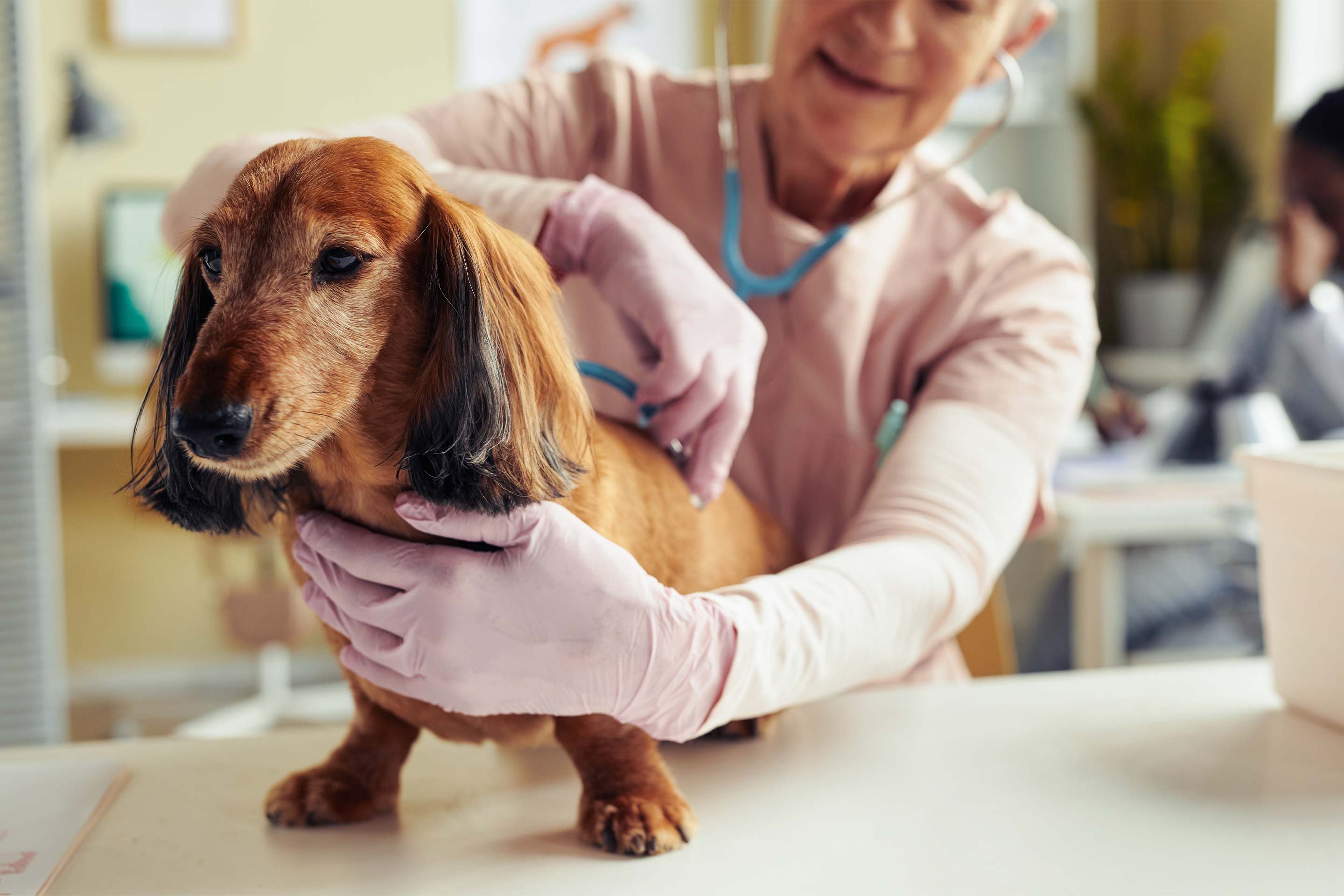 Is Pet Insurance Worth It for Older Dogs and Cats?