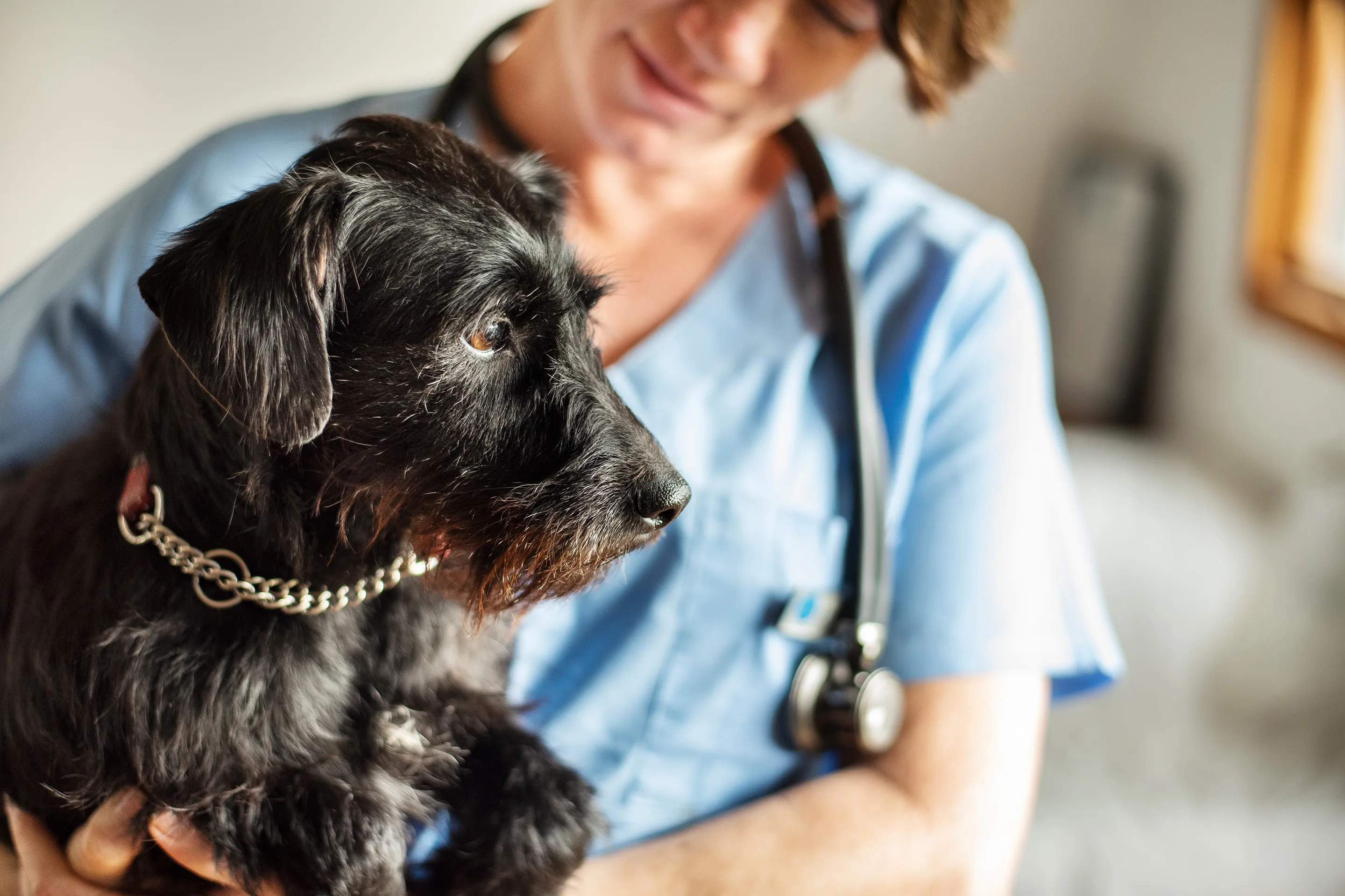 MoneyWireDaily — How Much Does It Take for Pet Owners to Hit Their Financial Limit?