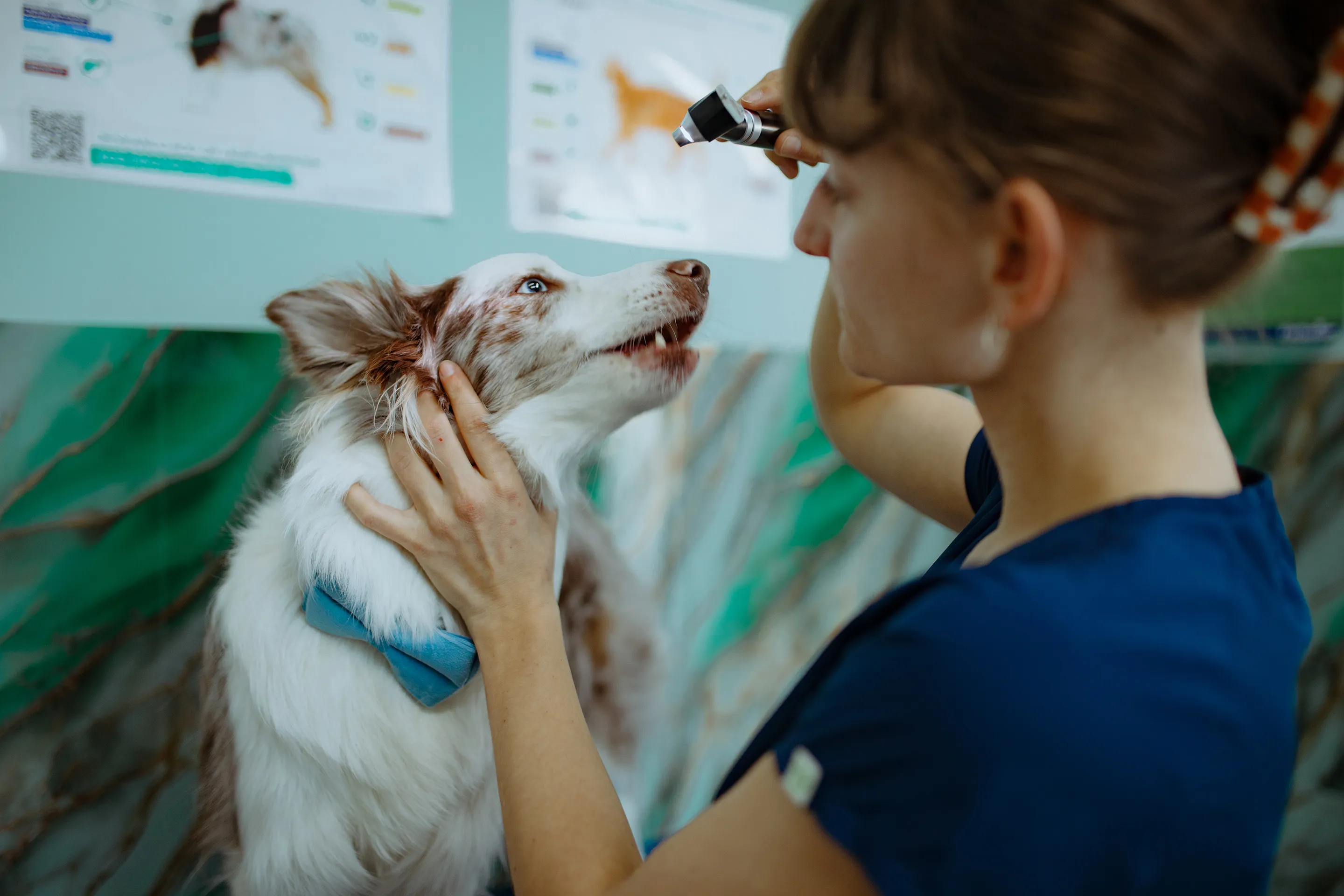 For Many Pet Owners, One Unexpected Vet Bill Can Be Catastrophic